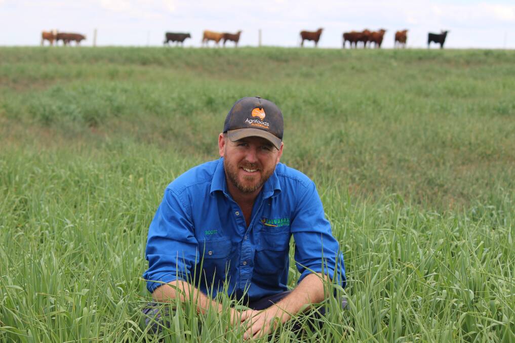 Grazing pressure: Scott Loughnan has started feeding off oats on his property west of Roma. He said the crop has no secondary roots but was holding up well to a light graze. 