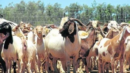 Tough seasons hit goatmeat exports
