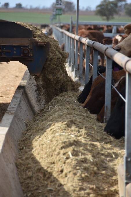 The feedlot features maxi bunks so cattle can be fed just once a day. 