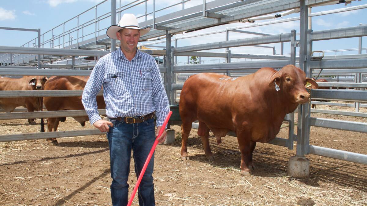 With his $11,000 26-month-old, Scrubby Mt Eddy (P) is vendor, Allan Gillies, Scrubby Mt Stud, Gin Gin. The son 26-month-old by Vitwood Luther sold to Kendah Enterprises, Gracemere. Picture: Kent Ward 