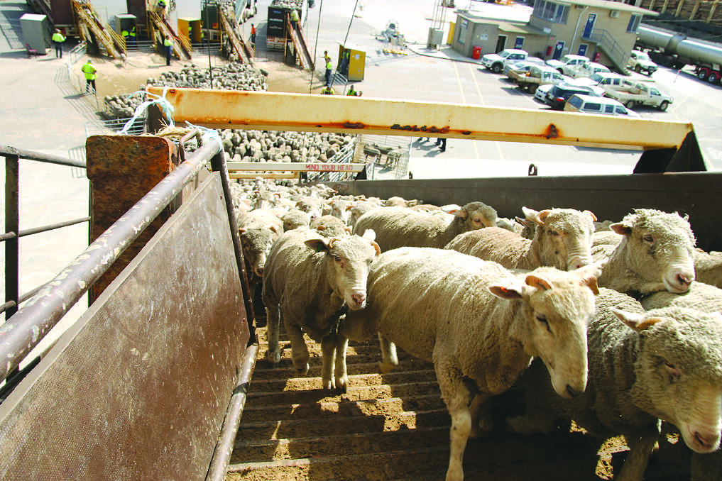 There is confidence in the live sheep export market with 130,000 head expected to be loaded on two vessels that are off the coast of WA at the moment.