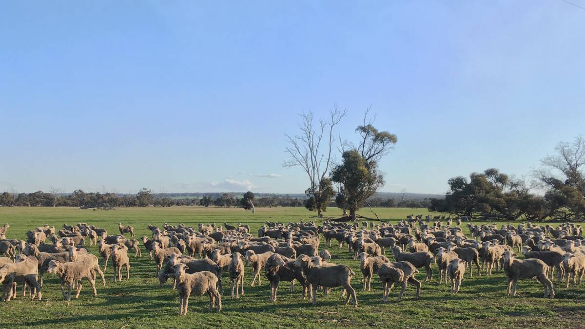 Recovery signs for live sheep exports