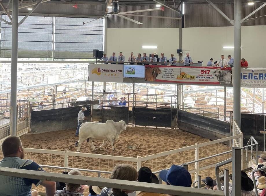 A new sale record was set on Tuesday morning's action at the Big Country Bull and Female Sale. Picture by Sheree Kershaw 