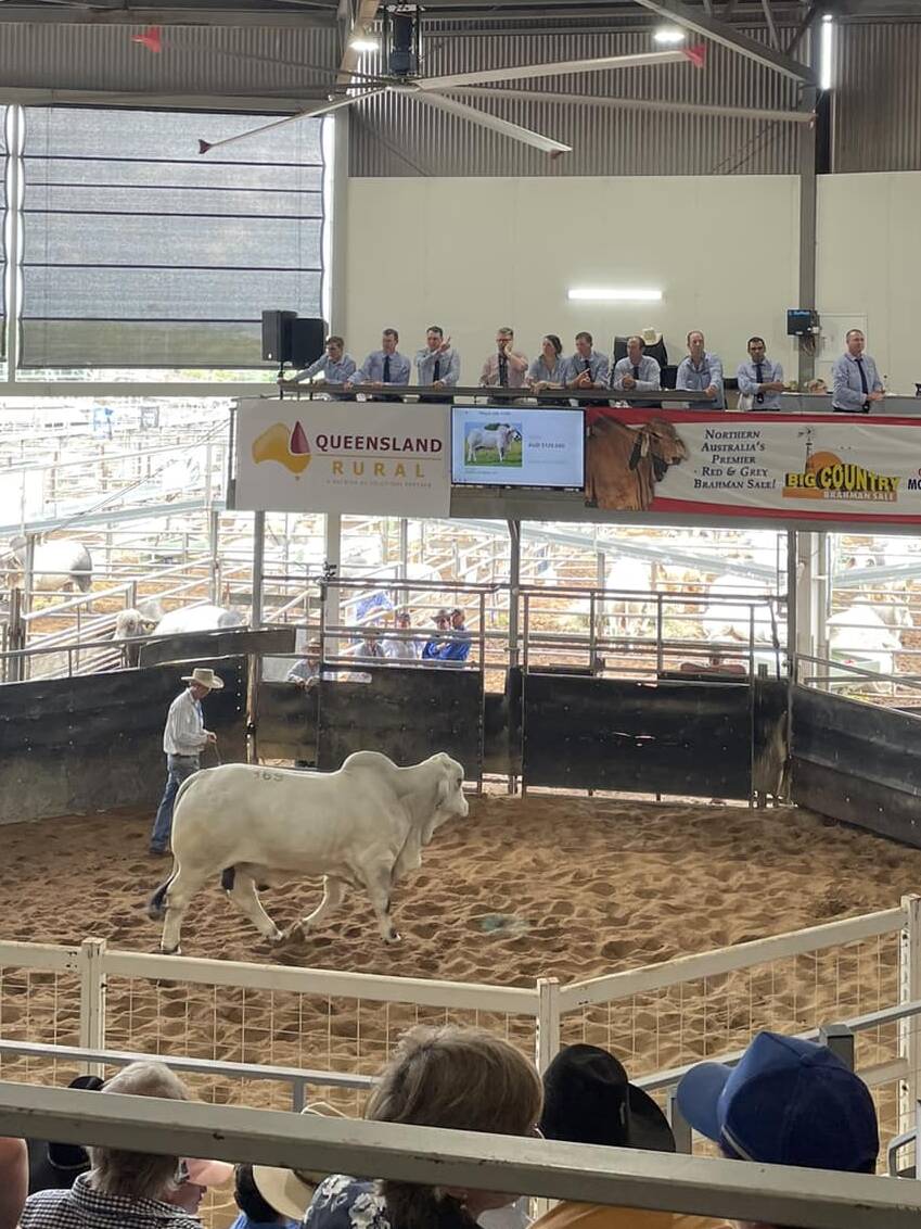 Big Country Bull and Female sets new sale record top price | North  Queensland Register | QLD