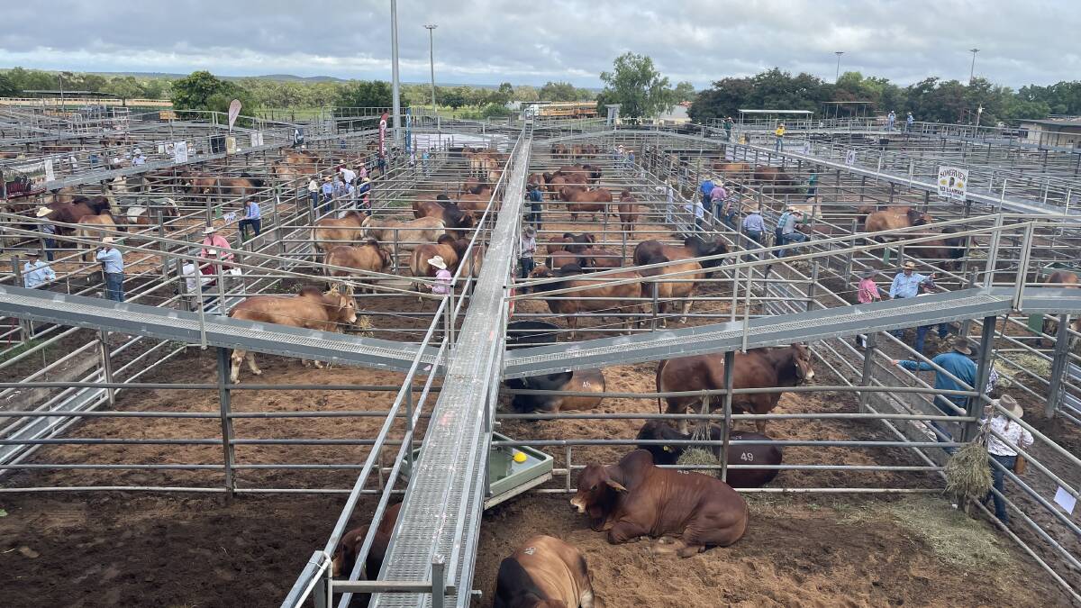 Buyers from across the country have flocked to Charters Towers for the annual Big Country Sale. Picture by Matt Sherrington 