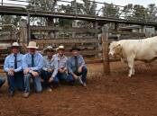 Selling agents, James Bredhauer, Midge Thompson and Corey Evans, Aussie Land and Livestock, Kingaroy, buyers Ashley and Brayden Trigger, Biggenden and Charnelle Charolais stud principal Graham Blanch with the top selling bull. Picture: Billy Jupp
