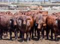 The Santa Gertrudis Breeders Association is seeking input from all areas of the industry to help shape its future direction. Photo: Lucy Kinbacher 