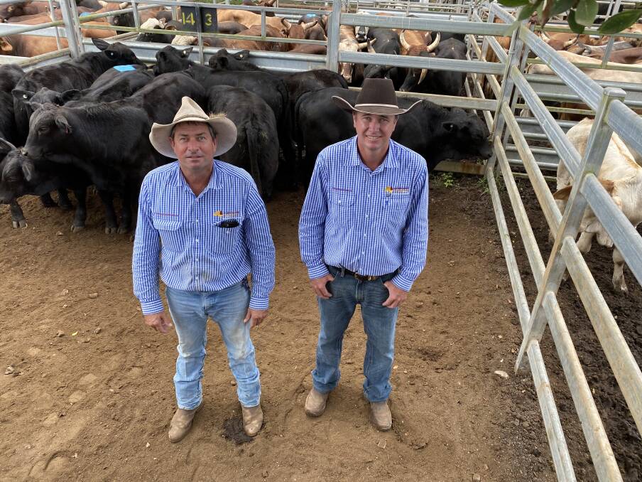 Queensland Rural stock agents Ken Weldon and Luke Hickmott with the pen of Brangus steers offered by Austin Crowther, Tarzali, which sold for 718.2 cents a kilogram at Mareeba last Tuesday. Picture: Supplied 