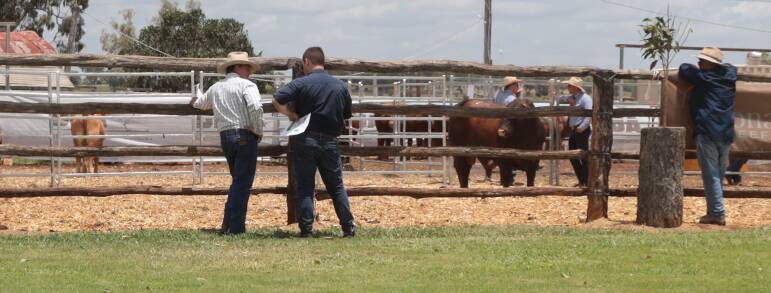 More than 40 producers gathered at the Donaldsons property for the sale and open day. Picture: Supplied 