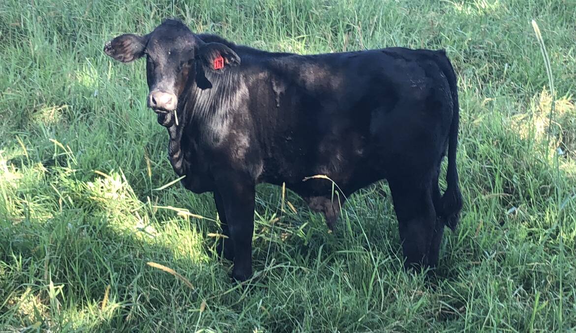 The Brangus bull which has helped Austin build his herd. Photo: Supplied 