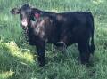 The Brangus bull which has helped Austin build his herd. Photo: Supplied 