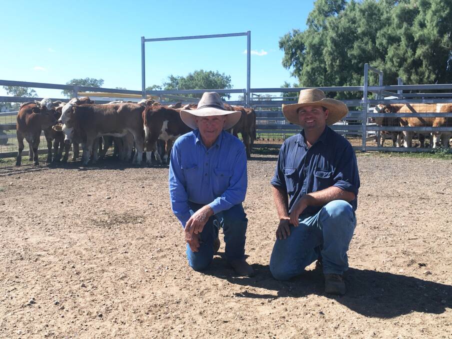 CROSSBREEDING: Frank and Scott Finger with Simmental/Brahman-cross weaners in the yards at Hillview, Clermont. 