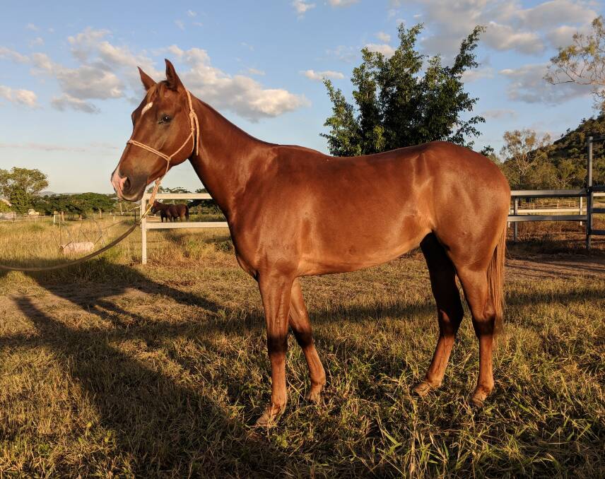 RETREAT HORSE COMPANY: Swagger, by Nonda Newman and from Miss Moody, has some of the best Australian Stock Horse and Quarter Horse breeding.