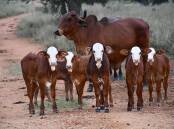 Hereford/Red Brahman-cross calves. Hereford genetics increase MSA compliance in Bos Indicus herds, improving profitability and market options for crossbreeders. Picture by Louise Dunne, supplied 