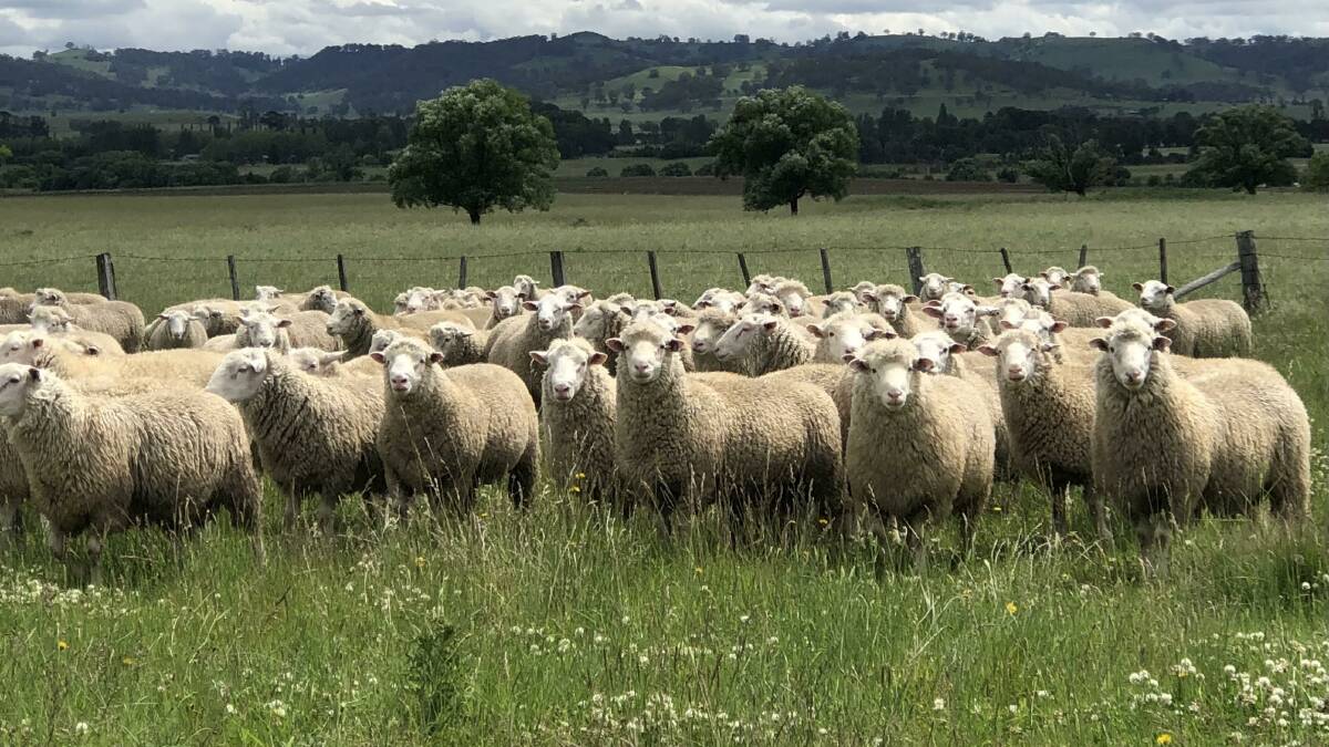 PRODUCTIVE, PROFITABLE GENETICS: The Say family has been breeding stud Poll Dorest sheep for 56 years, and added White Suffolks to the operation in 2011.