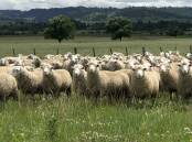 PRODUCTIVE, PROFITABLE GENETICS: The Say family has been breeding stud Poll Dorest sheep for 56 years, and added White Suffolks to the operation in 2011.