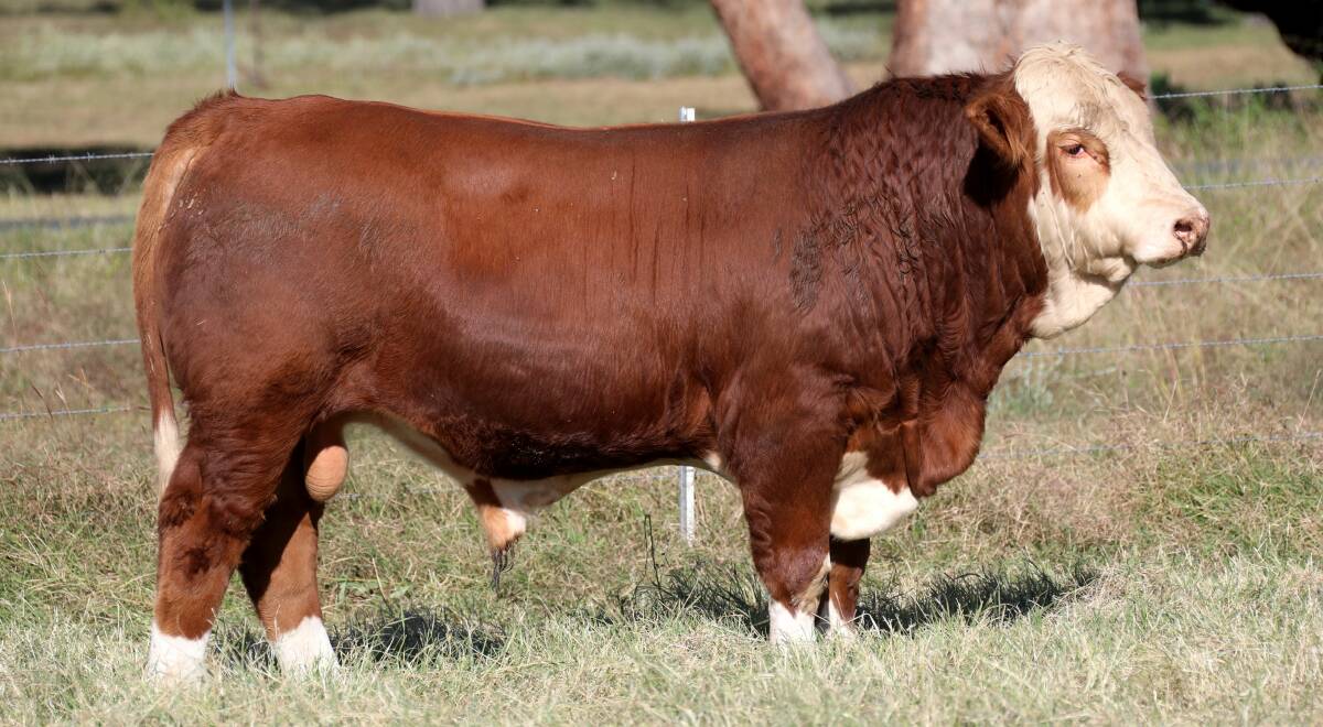 Lot 23, Lucrana R31 (P) is one of eight yearling bulls, that are being offered for the first time in 2021.