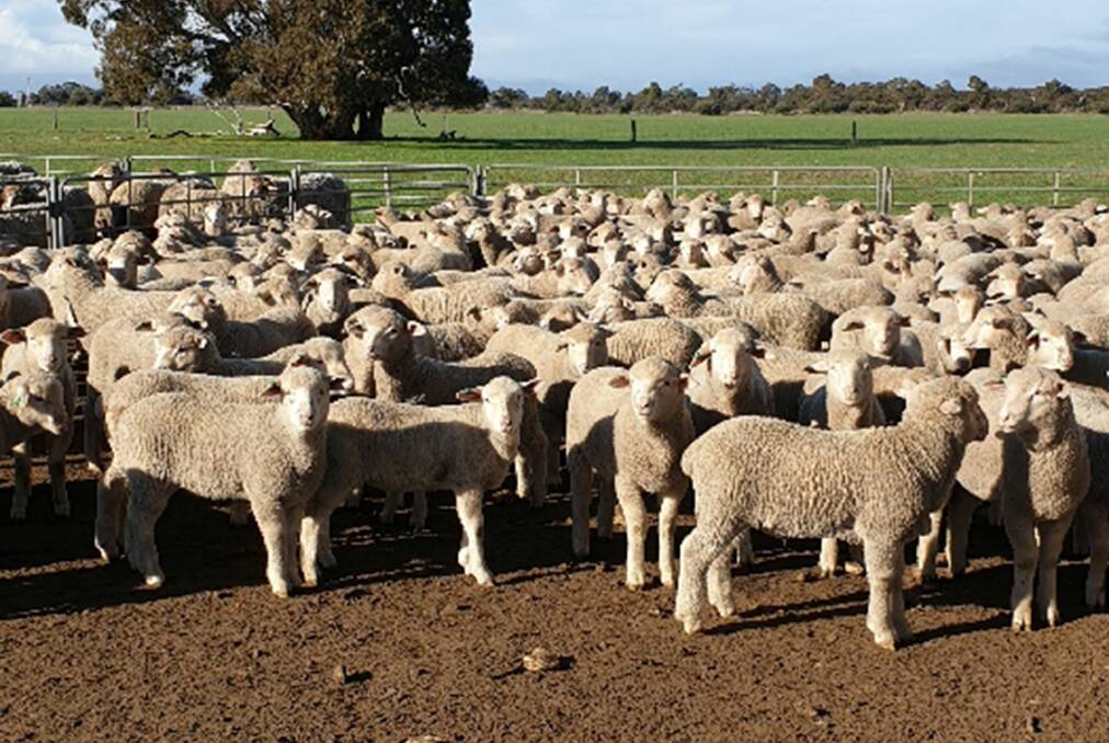 FIRST-CROSS PRODUCTION: The White Suffolk-cross lambs grown out in the Tucker's feedlot will be sold at a dressed weight of between 26 and 28 kilograms.