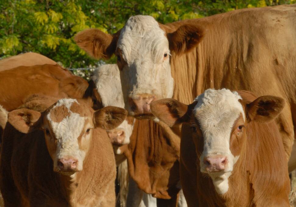 EXPORT NICHE: Young traditional Simmental heifers are in demand. 