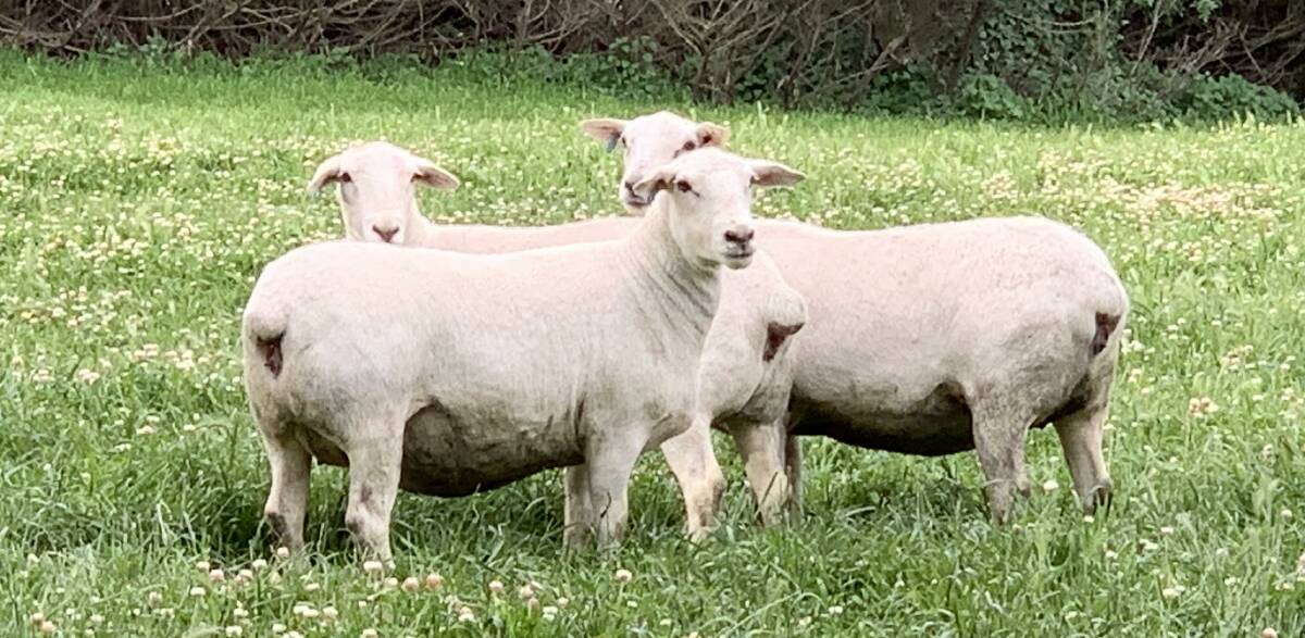 Breeding easy care, efficient sheep
