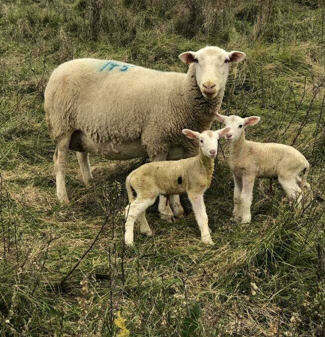 EASY LAMBING SHEEP: Yasloc stud focuses on producing low birthweight rams which produce quick growing lambs with good carcase quality.