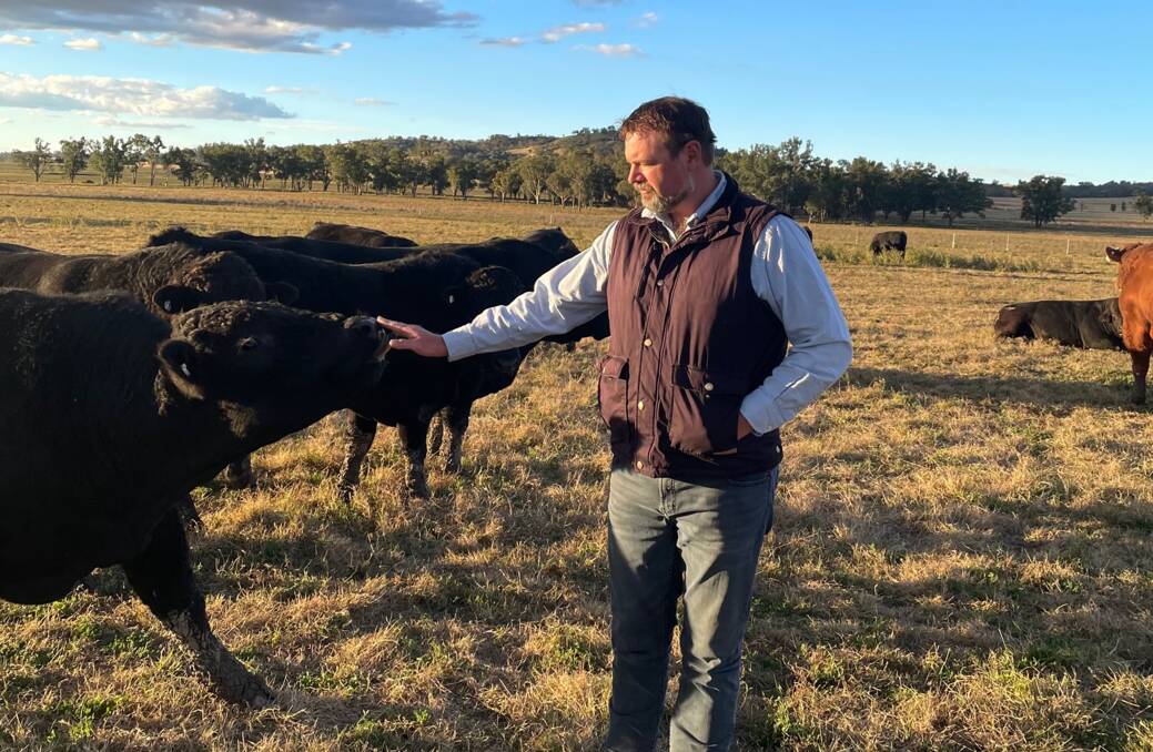 ON-FARM PERFORMANCE WITH CARCASE QUALITY: Andrew Harries has been breeding stud Limousin cattle for more than a decade and aims to produce environmentally resilient cattle.