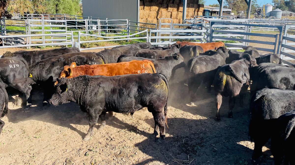 2022 SALE BULLS: Harlees Limousin will have a large range of genetics available in July, in one of the largest offerings from one single vendor in the breed.