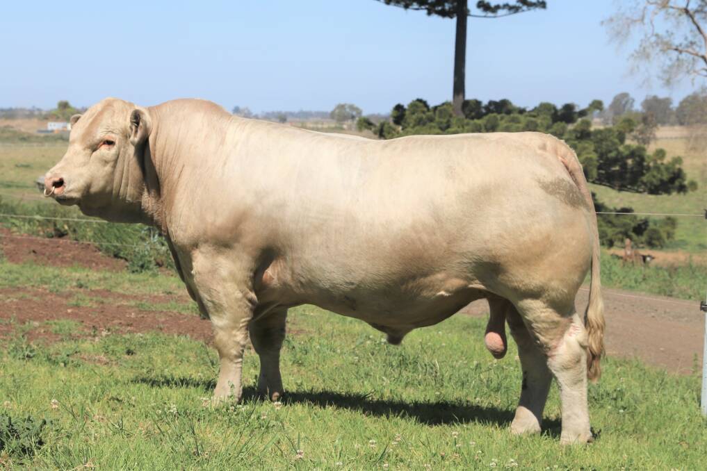 COMMERCIALLY RELEVANT BULLS: A typical early to medium maturity, very thick Charolais sire, homozygous polled with excellent fat cover and breed leading maternal traits. This bull sold sold for $15,000 at Glenlea Beef's 2021 Clermont sale.