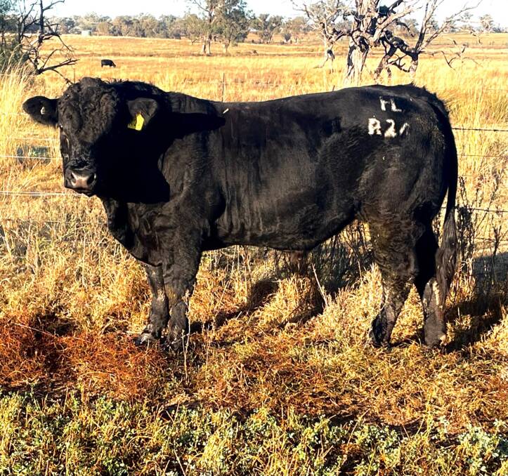 QUALITY LOT: Among the standout bulls in the sale is Harlees Rob Sheaffe R24.