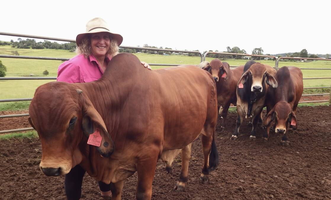 STUD SALE: Debbie Coleman, Yantee Creek Brahmans, is among the vendors at the Rotary FNQ Field Days cattle sale. 