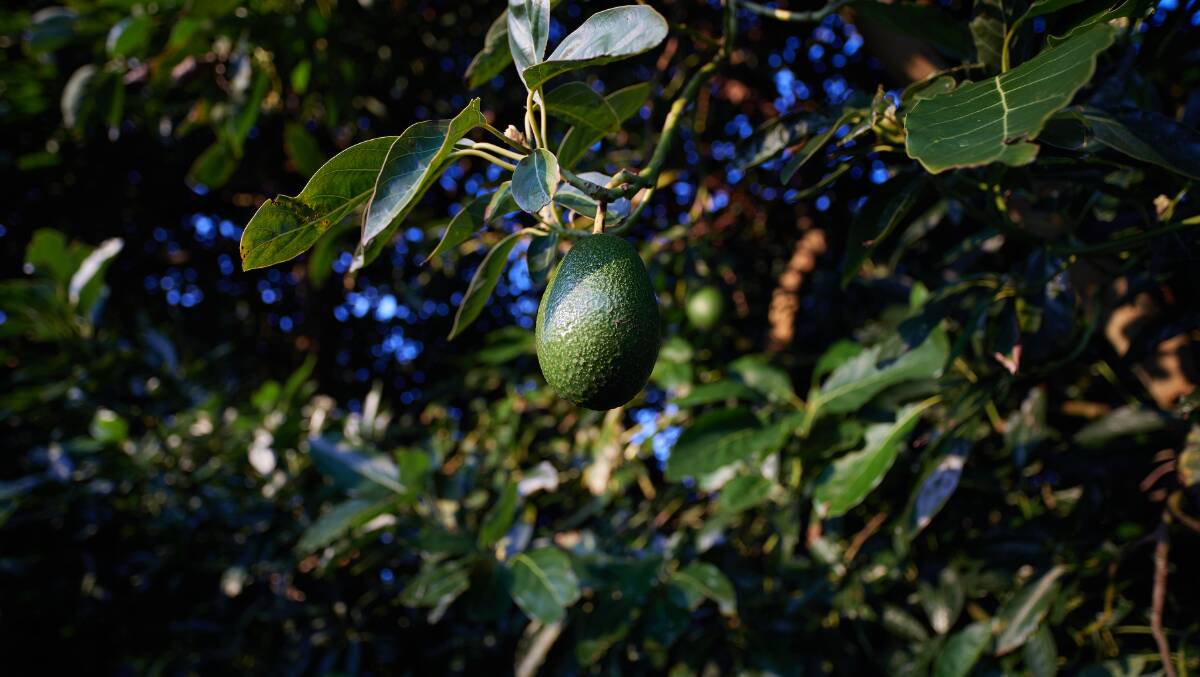 The 10th World Avocado Congress will take place in New Zealand from April 2 to 5, 2023. File picture