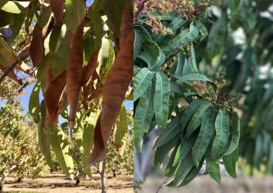COMPARISON: Pictured on the left are mango trees without DELTA water treatment and on the right, the trees after utilising the system. 