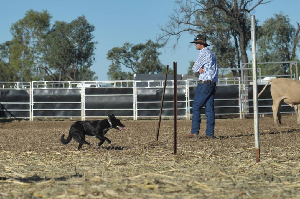 GET BEHIND: The Northern Beef Producers Expo will feature a working dog trial competition with sections for open, novice, maiden and the all new, bush handler.