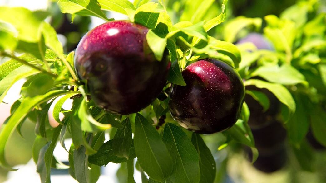 GLOBAL: The Queen Garnet plum is one of three Australian varieties to now have contracts with the Associated International Group of Nurseries to provide global management services and global marketing services for the variety owners. 