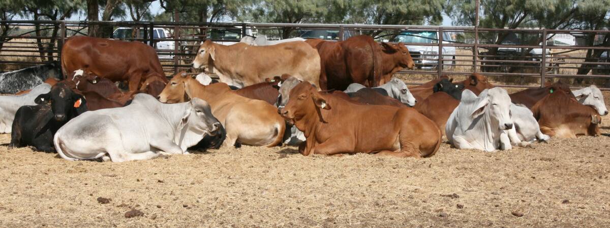 BEEF: Coleman Stock Feeds has been servicing the north Qld cattle industry for more than 30 years. 