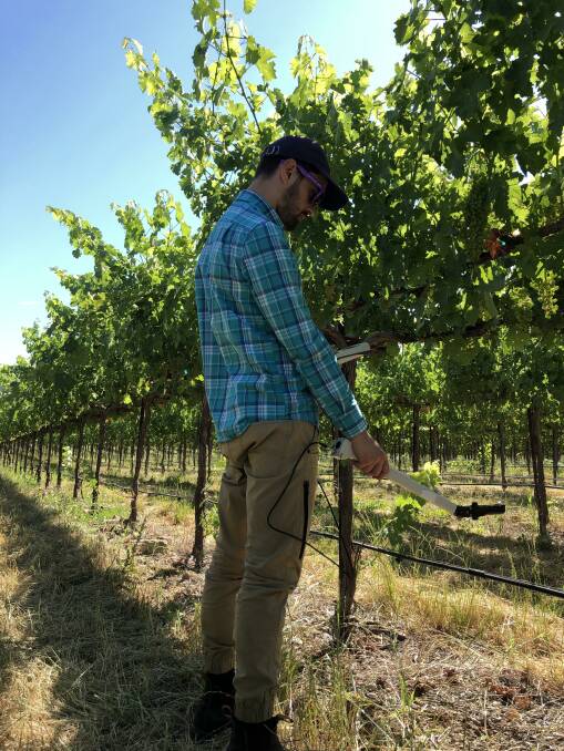 DATA: Researcher Pietro Previtali conducting vine measurements of Cabernet Sauvignon grapes for the study, San Joaquin Valley, California. Photo: University of Adelaide.