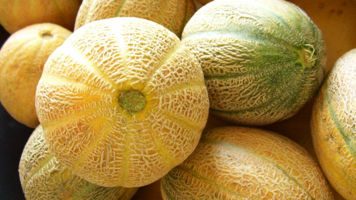 Production for muskmelons in 2023 was up 4 per cent to 60,299 tonnes, while the production value kicked up 11pc, making the sector worth $89.9 million. File picture 
