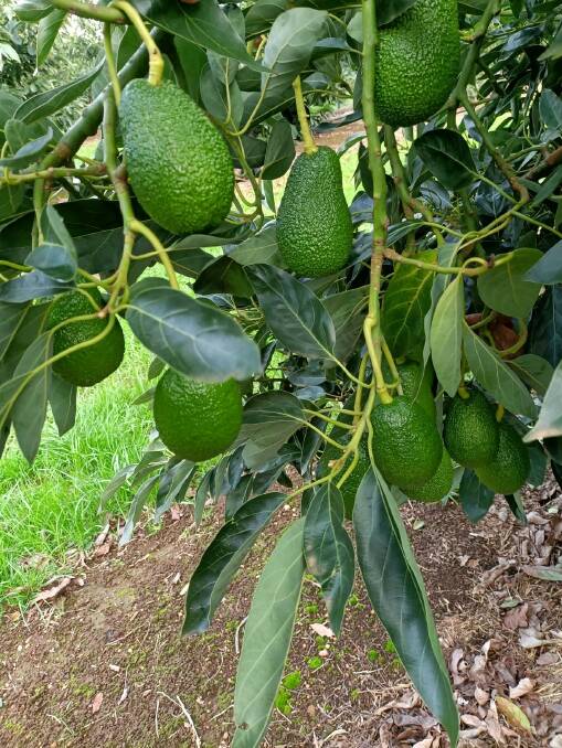 Lono (stabilised amine nitrogen) is achieving strong results in avocados in Western Australia, reducing excessive leaf growth and improving flower retention, fruit set and yield. Picture supplied