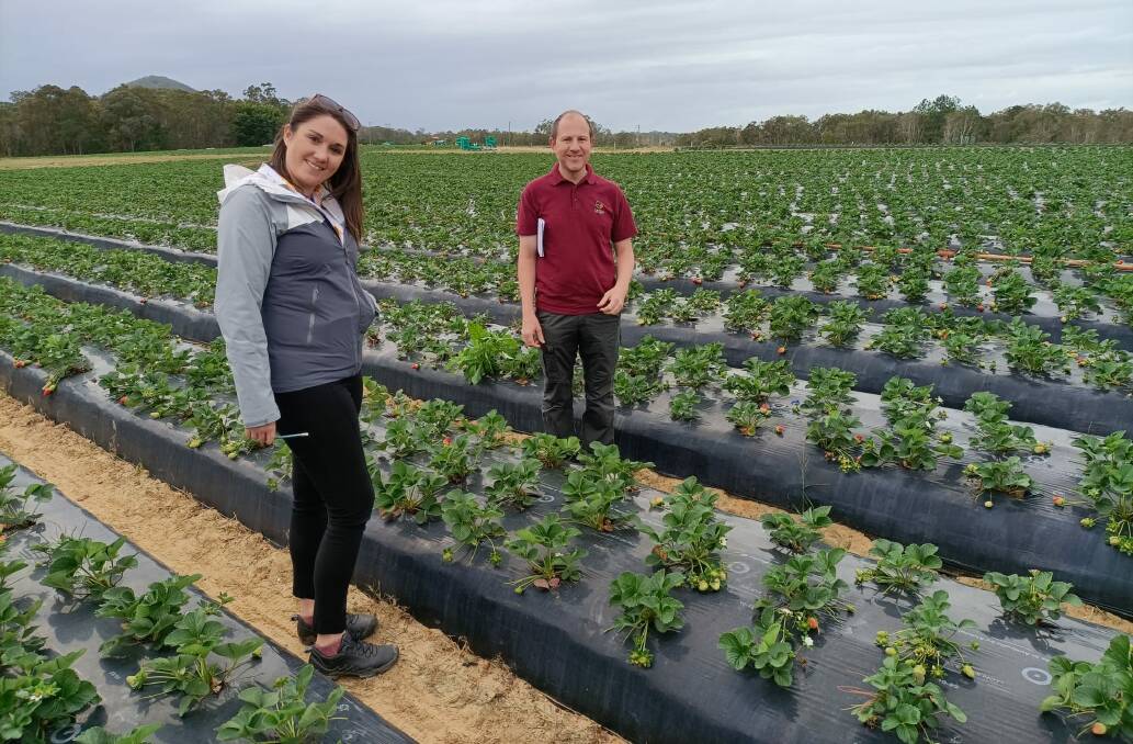 Levity Crop Science co-managing directors Anna Weston and Dr David Marks visit ASD Strawberries, Western Australia. Picture supplied