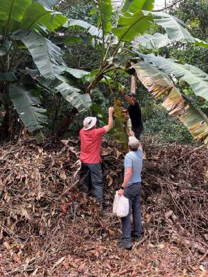 The research team sampling a banana leaf. Picture supplied