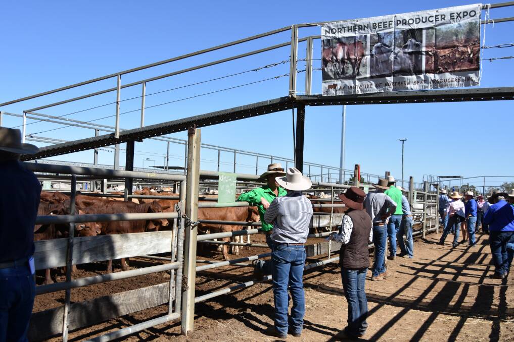 SALE-O: The commercial cattle competition will be an official part of the Northern Beef Producers Expo at Charters Towers next month.
