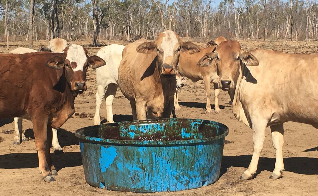 BENEFITS: Carefully managing cattle through drought will put a grazier in the best possible financial position for when the season breaks.