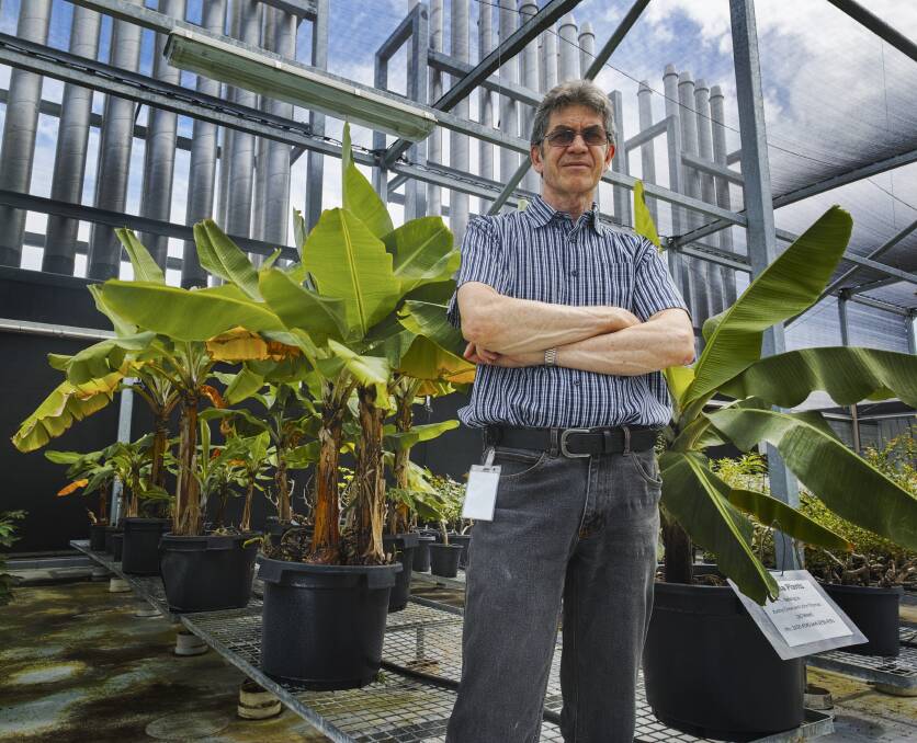 University of Queensland researcher Associate Professor John Thomas was part of a team hunting wild banana species in North Queensland as a potential source of resistance to pathogens. Picture supplied