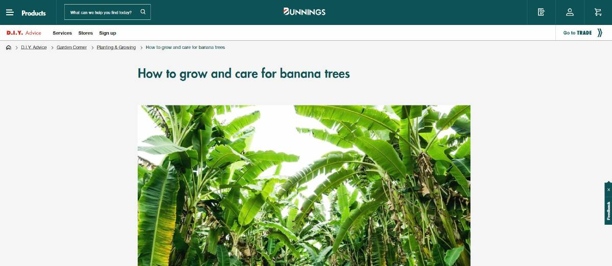 ADVICE: A screenshot from the Bunnings website providing advice on how to grow banana plants. 
