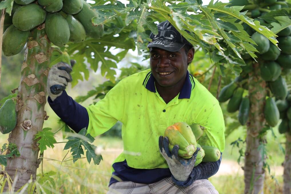 The shift toward horticuluture using more workers from Pacific island nations will increase productivity into the future, according to ABARES. Picture supplied 