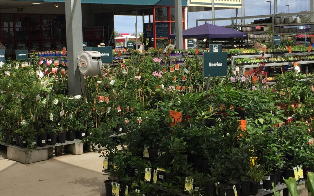 PLANTING: While not actually shown in this picture, some Bunnings stores have been selling banana plants from Quality Approved Banana Nursery (QBAN) accredited facilities in their gardening section. 