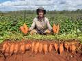 Brodie Wolfenden, Wolfies Farms, Rossmoya with a healthy harvest of sweetpotatoes grown using sustainable farming techniques, including cover crops. Picture supplied