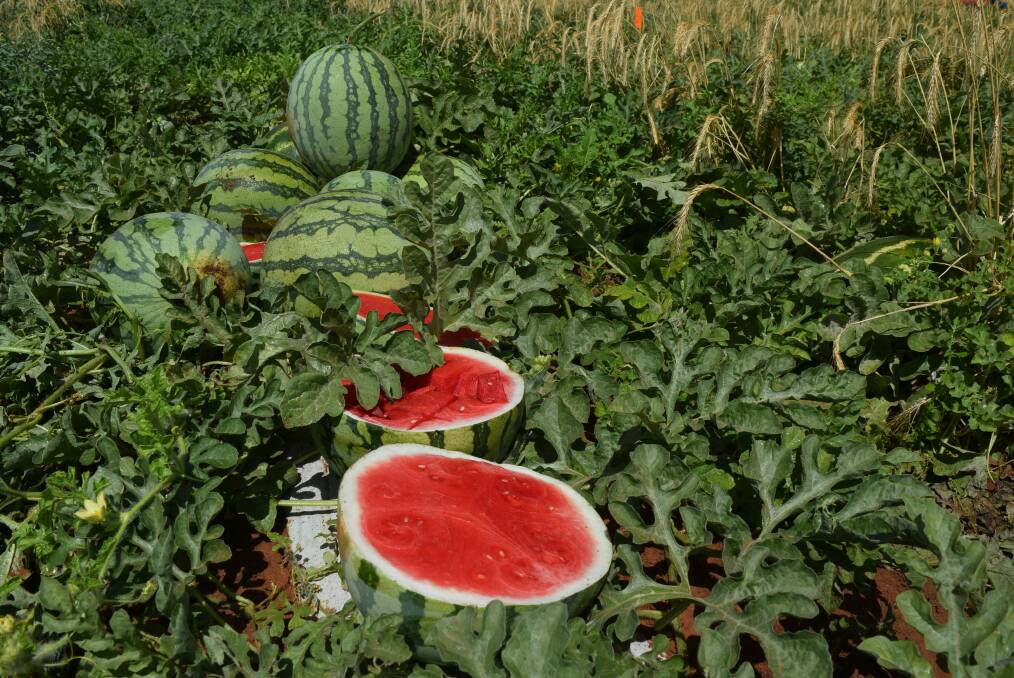 Though volume was down since 2021, the monetary value melons had lifted to $248.2 million. File picture