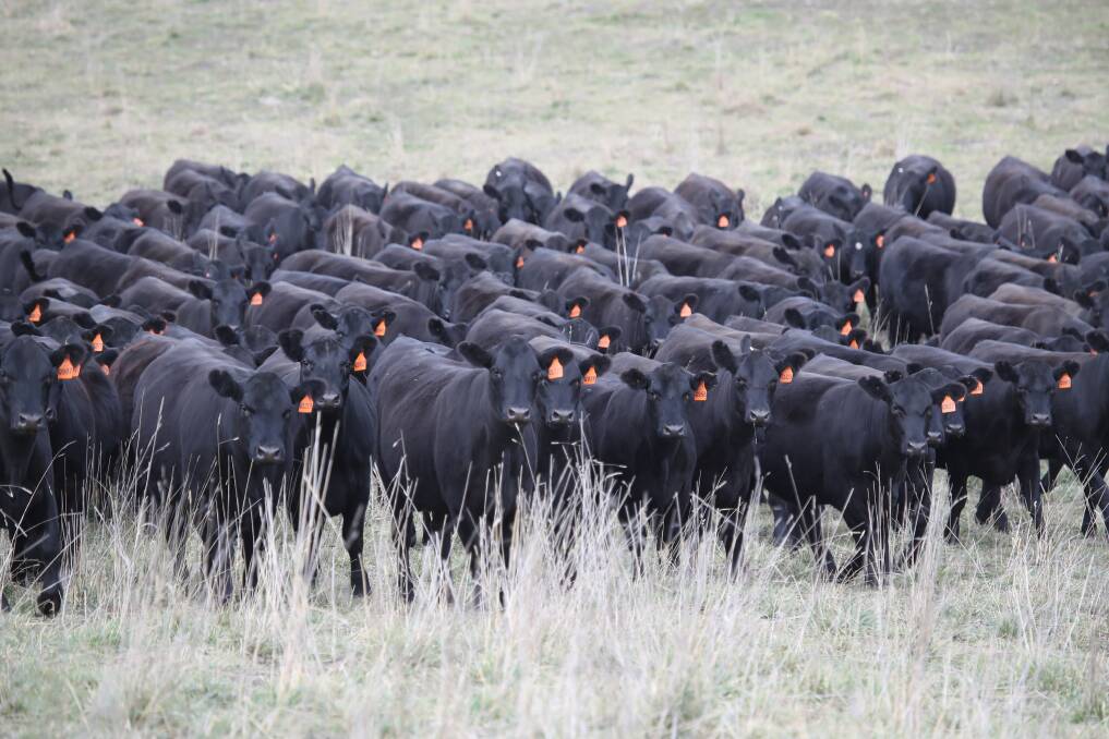 DATA: With a conception to plate philosophy, Gilmandyke Pastoral, Orange, NSW has established a deep database of breeding figures used to drive selection in both the commercial herd and the stud operation. 