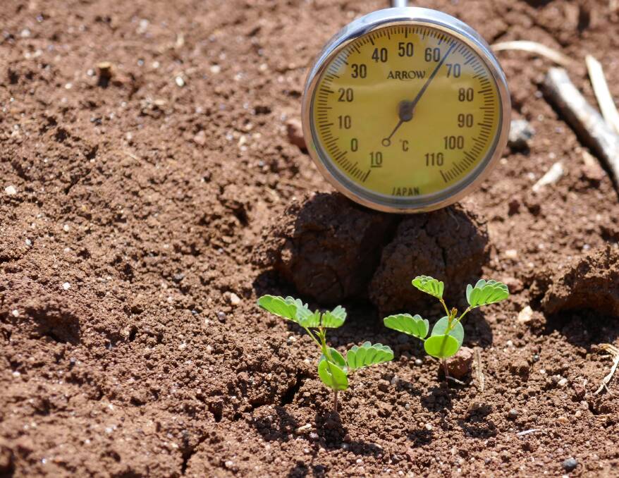 HOT: Here Desmanthus seedlings are thriving in 63°C soil surface temperatures.